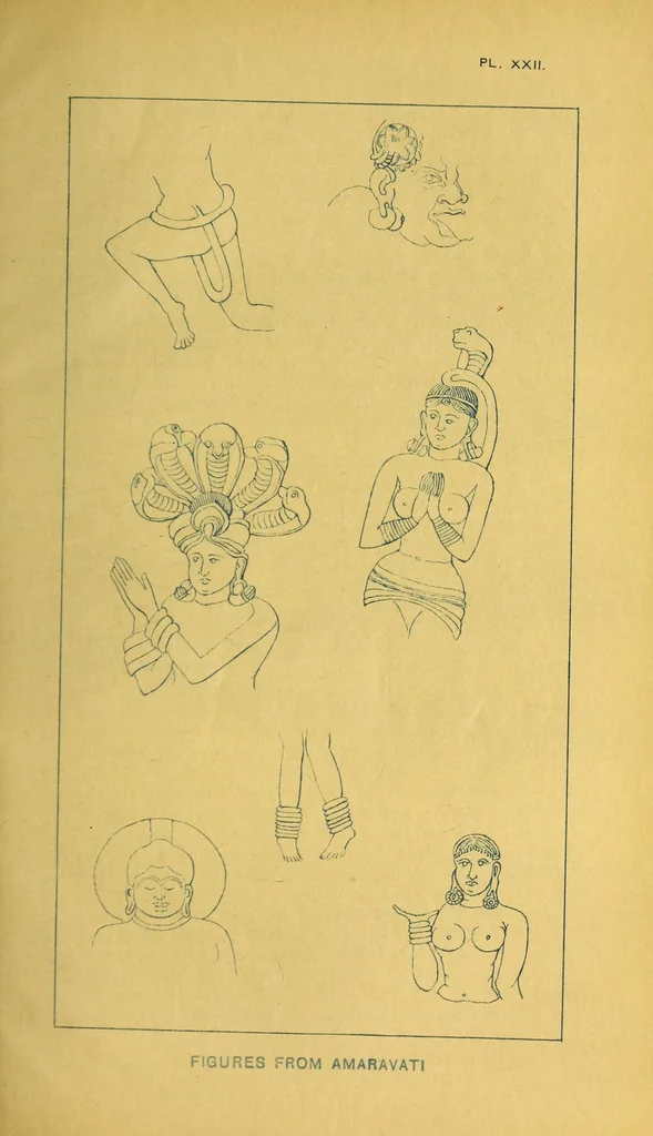 An illustration from Bulletin, 1894, leaf 195