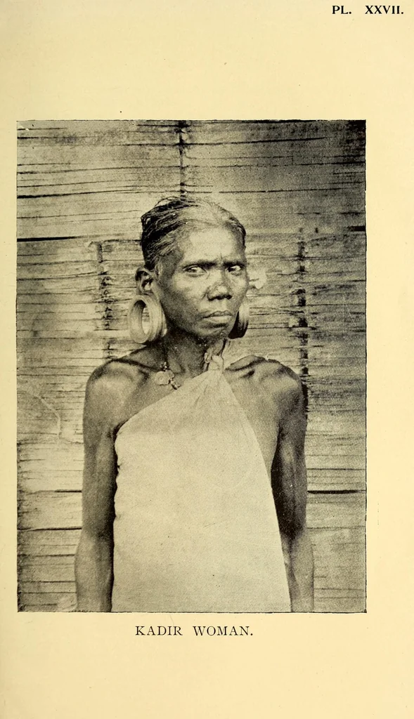 An illustration from Bulletin, 1894, leaf 217