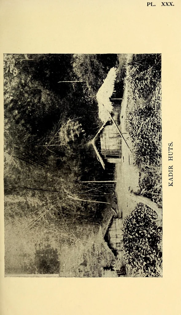 An illustration from Bulletin, 1894, leaf 229