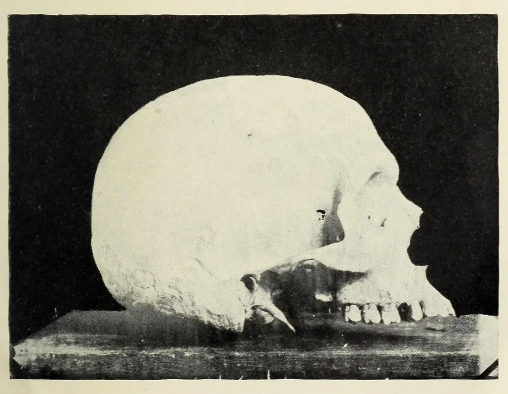 An illustration from Bulletin, 1894, leaf 115