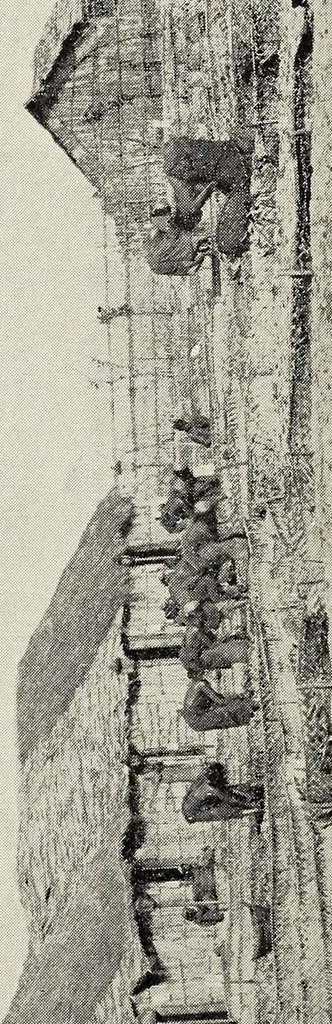 An illustration from Bulletin, 1894, leaf 202