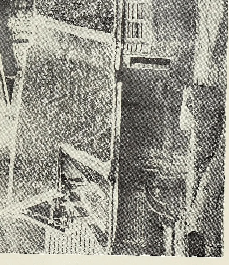 An illustration from Bulletin, 1894, leaf 317