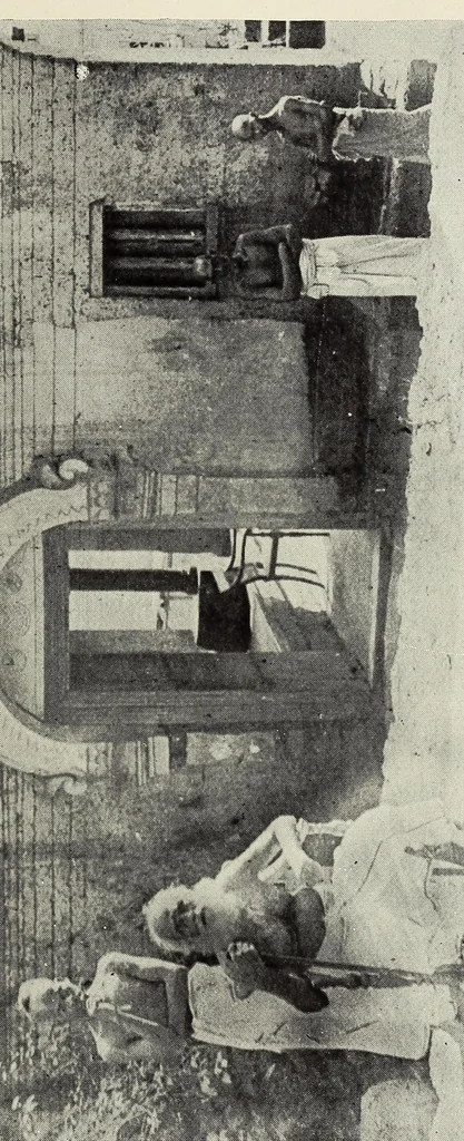 An illustration from Bulletin, 1894, leaf 77