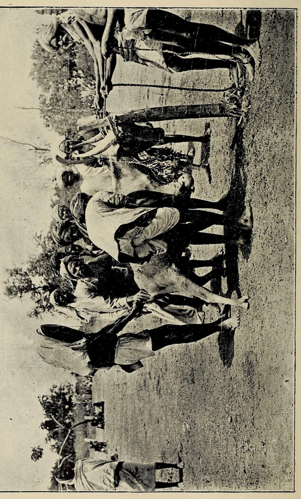 An illustration from Bulletin, 1894, leaf 188