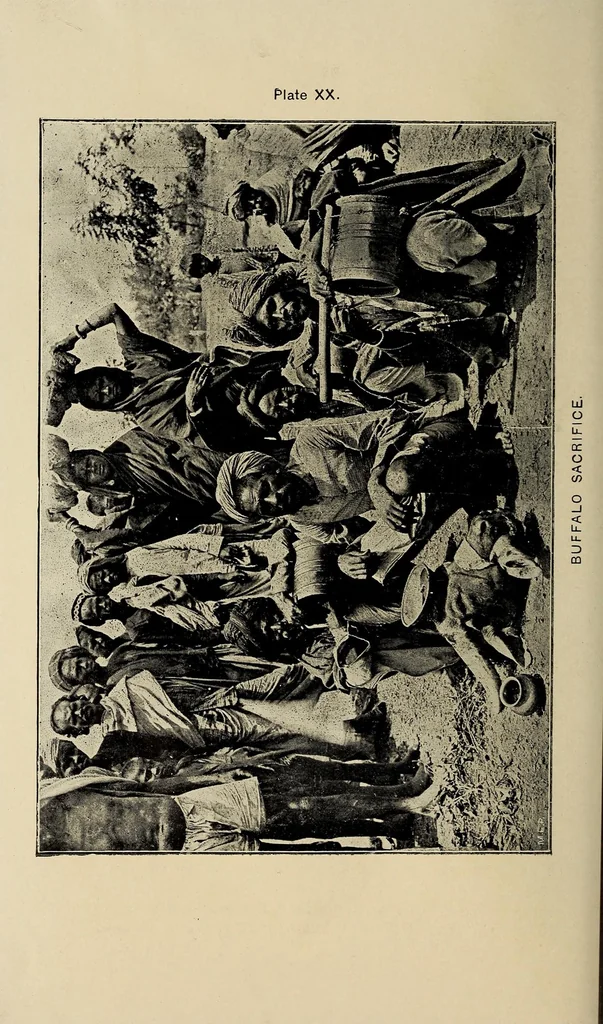 An illustration from Bulletin, 1894, leaf 196