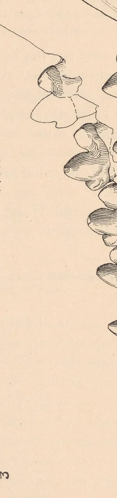 An illustration from Bulletin of the American Museum of Natural History, 1881, leaf 118