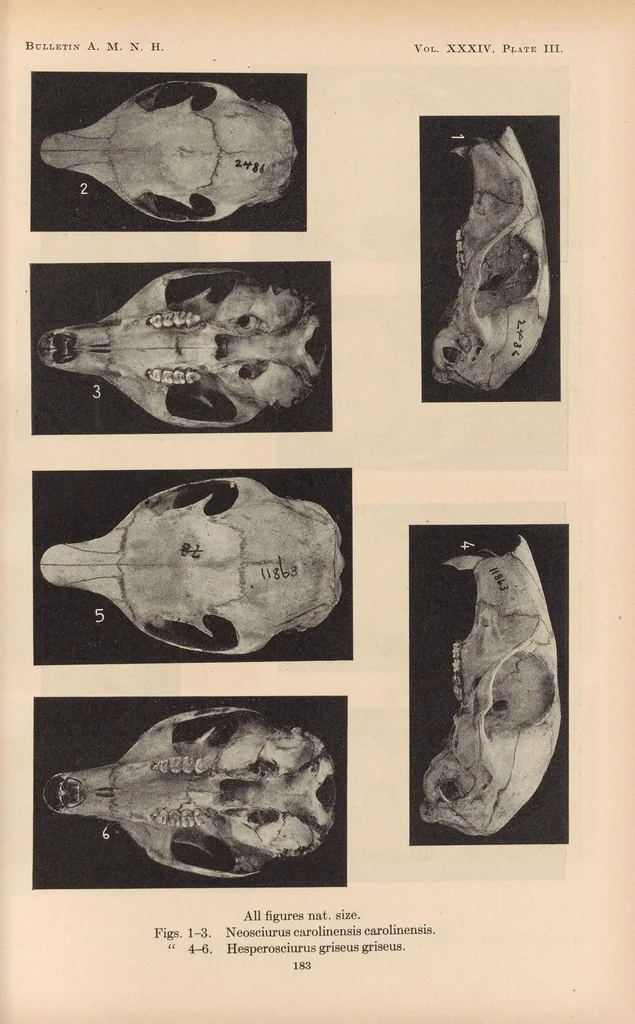 An illustration from Bulletin of the American Museum of Natural History, 1881, leaf 211