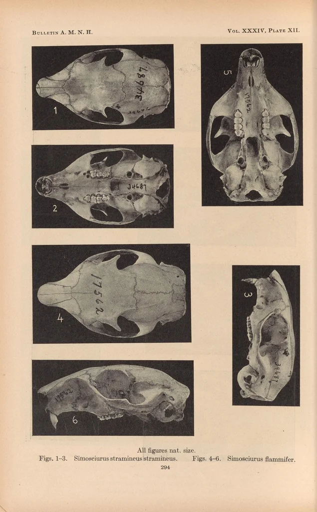 An illustration from Bulletin of the American Museum of Natural History, 1881, leaf 322