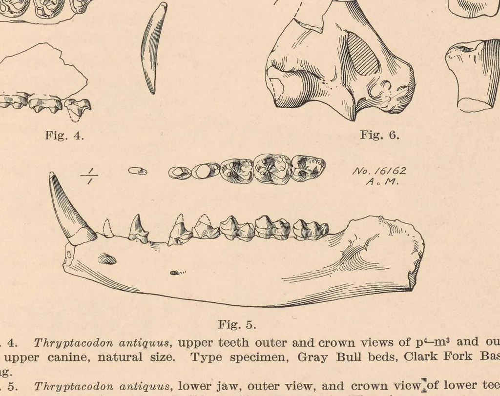 An illustration from Bulletin of the American Museum of Natural History, 1881, leaf 37