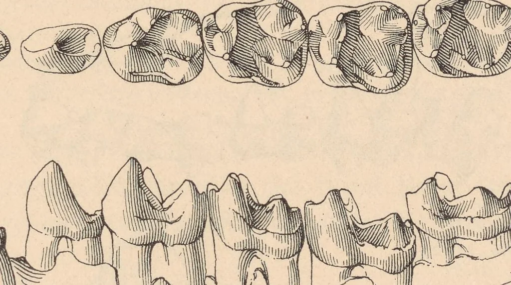 An illustration from Bulletin of the American Museum of Natural History, 1881, leaf 503