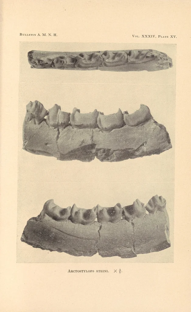 An illustration from Bulletin of the American Museum of Natural History, 1881, leaf 515