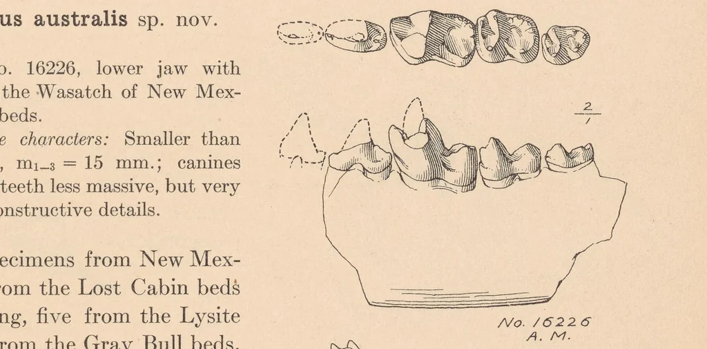 An illustration from Bulletin of the American Museum of Natural History, 1881, leaf 67