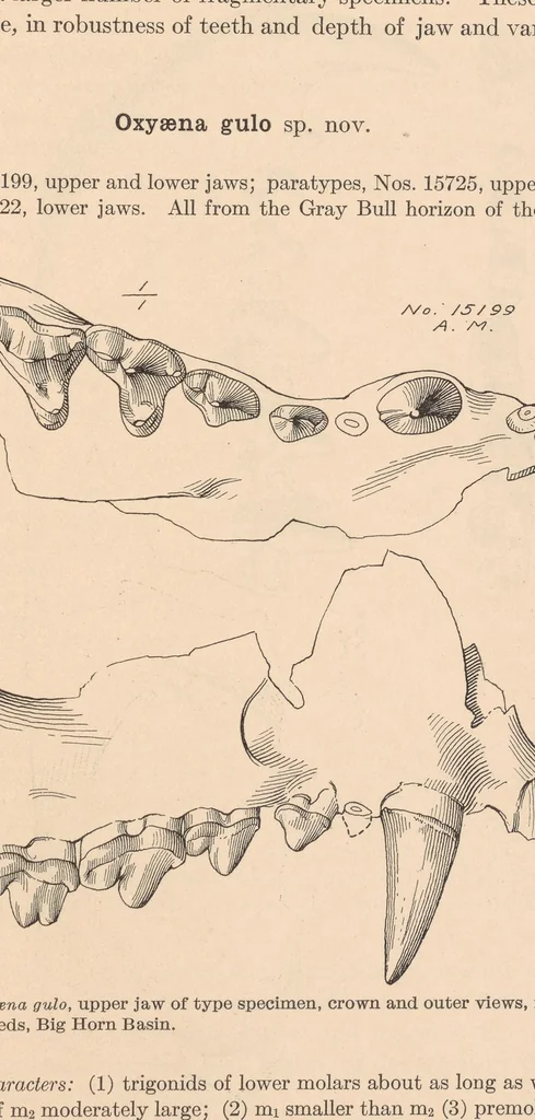 An illustration from Bulletin of the American Museum of Natural History, 1881, leaf 81