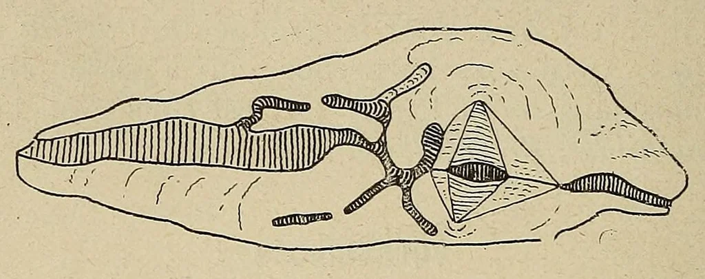 An illustration from Bulletin du Comité d'études historiques et scientifiques de l'Afrique occidentale française, 1918, leaf 184