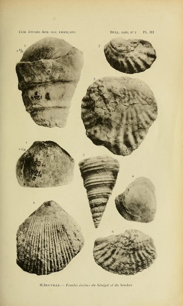 An illustration from Bulletin du Comité d'études historiques et scientifiques de l'Afrique occidentale française, 1918, leaf 209