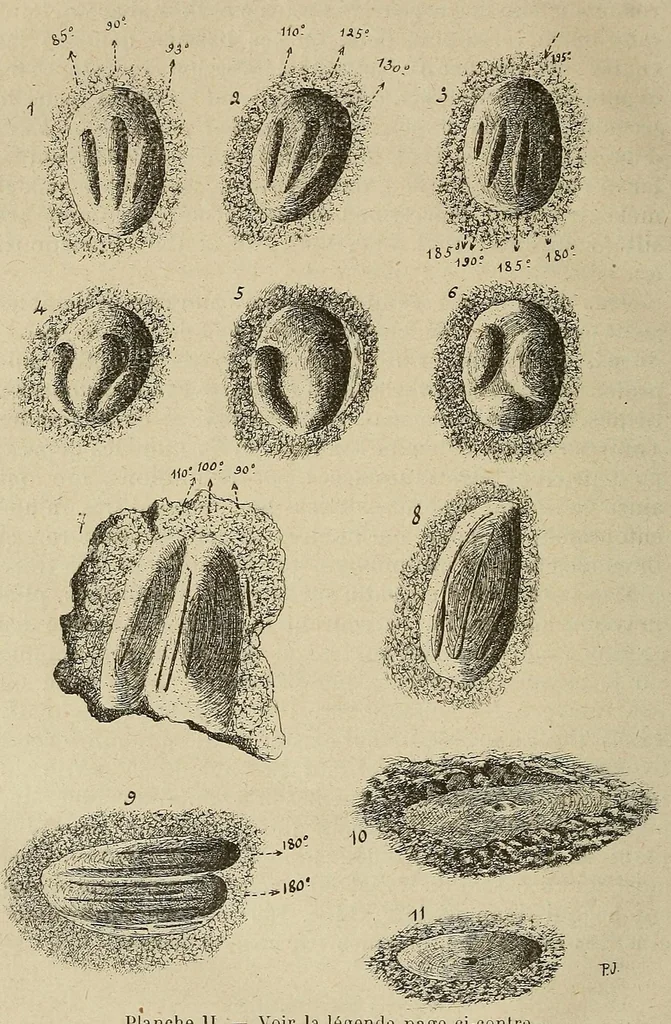 An illustration from Bulletin du Comité d'études historiques et scientifiques de l'Afrique occidentale française, 1918, leaf 42