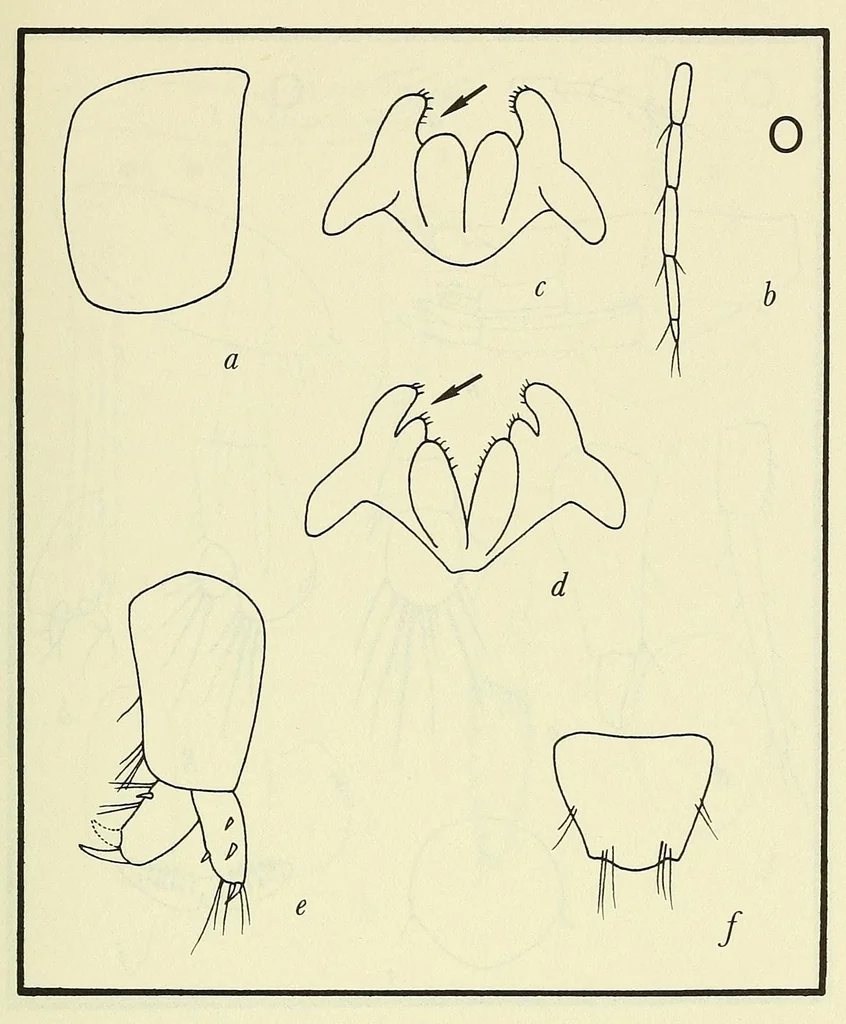 An illustration from Bulletin - United States National Museum, 1877, leaf 115