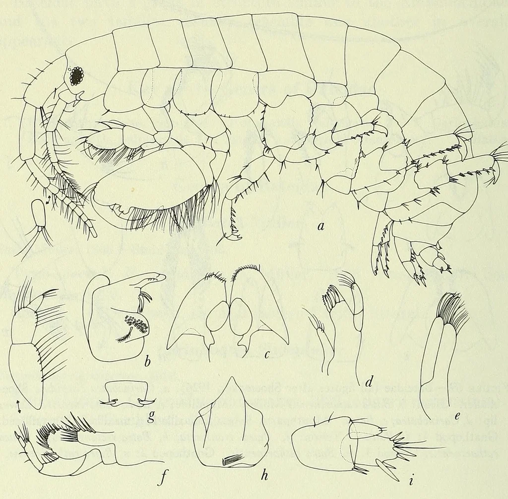 An illustration from Bulletin - United States National Museum, 1877, leaf 180