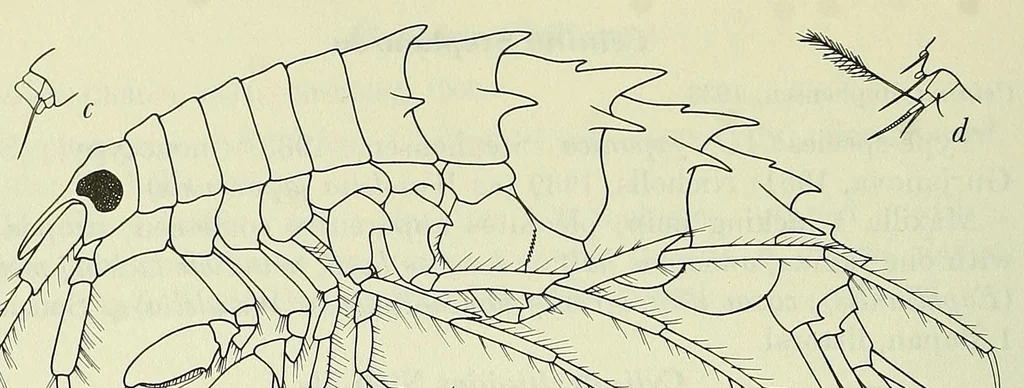 An illustration from Bulletin - United States National Museum, 1877, leaf 228