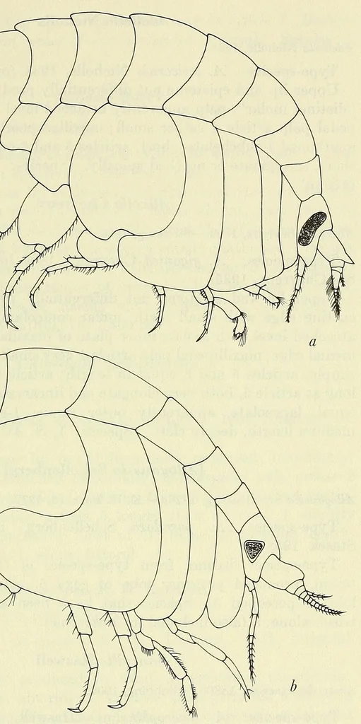 An illustration from Bulletin - United States National Museum, 1877, leaf 333