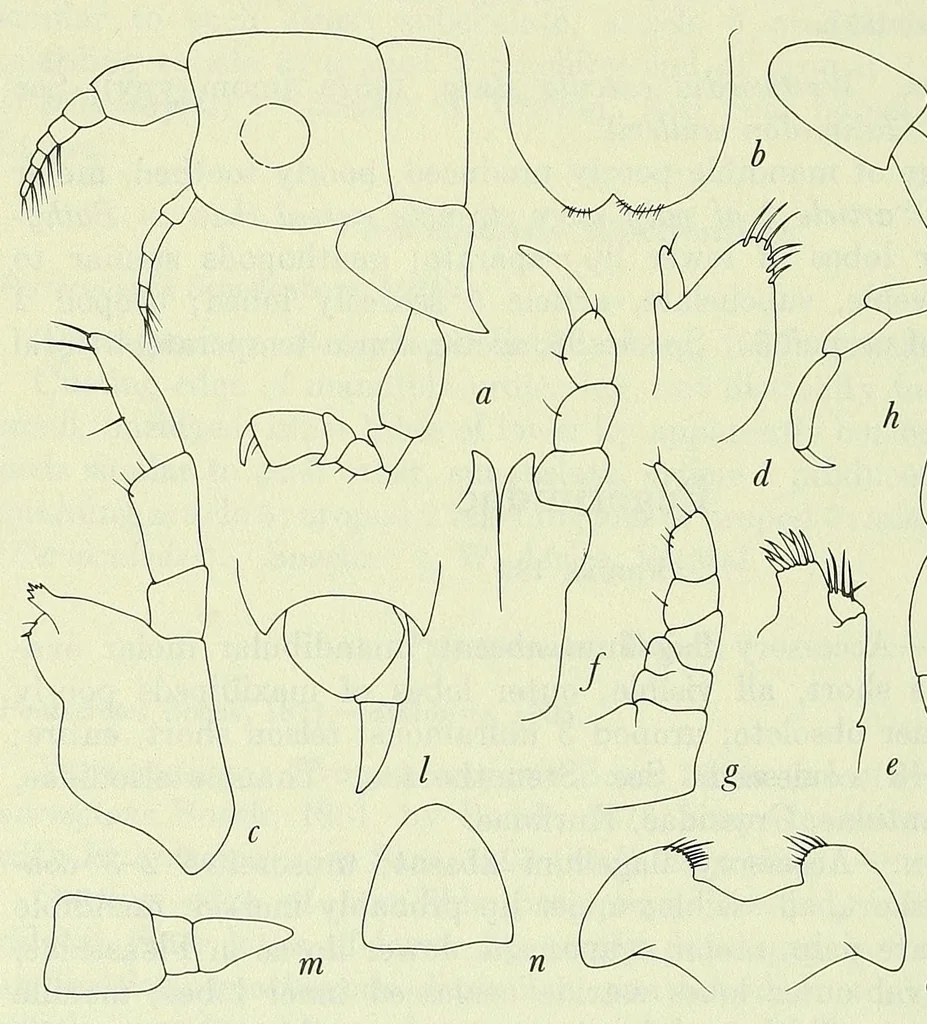 An illustration from Bulletin - United States National Museum, 1877, leaf 402