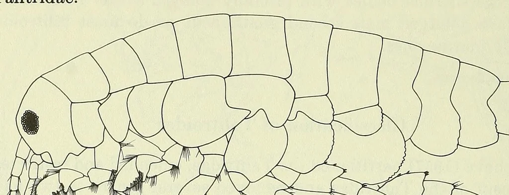 An illustration from Bulletin - United States National Museum, 1877, leaf 480