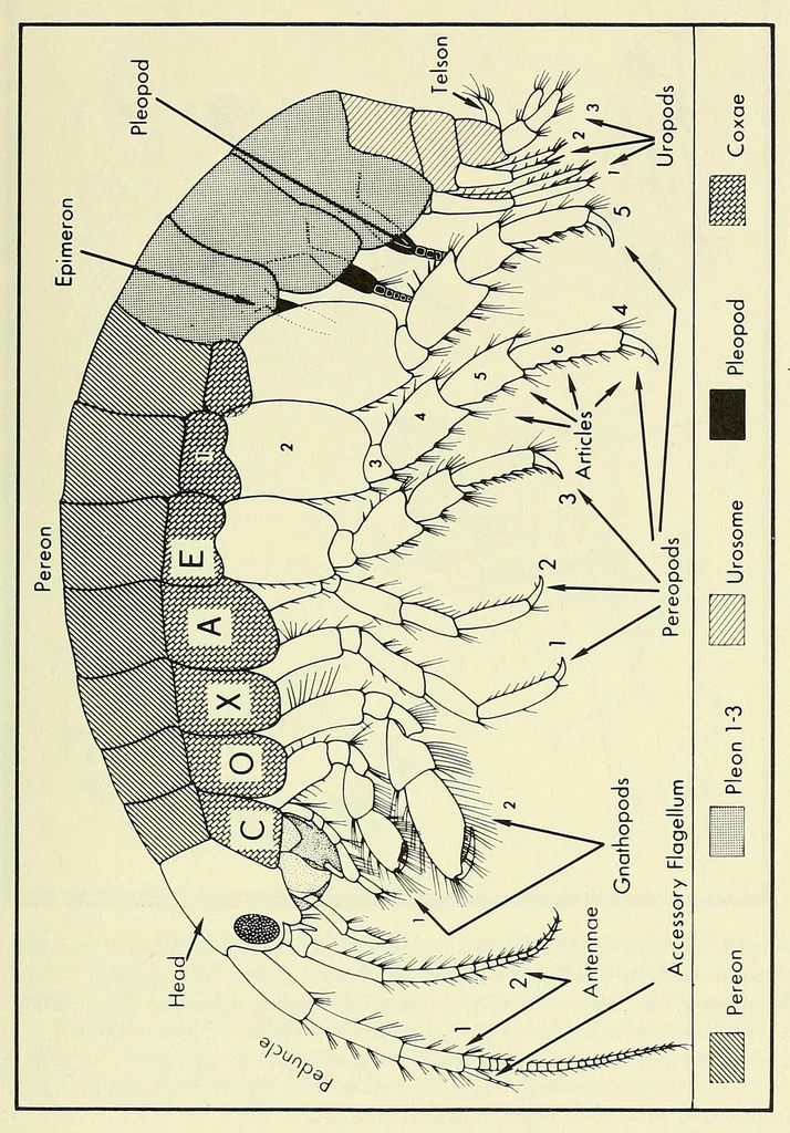 An illustration from Bulletin - United States National Museum, 1877, leaf 65