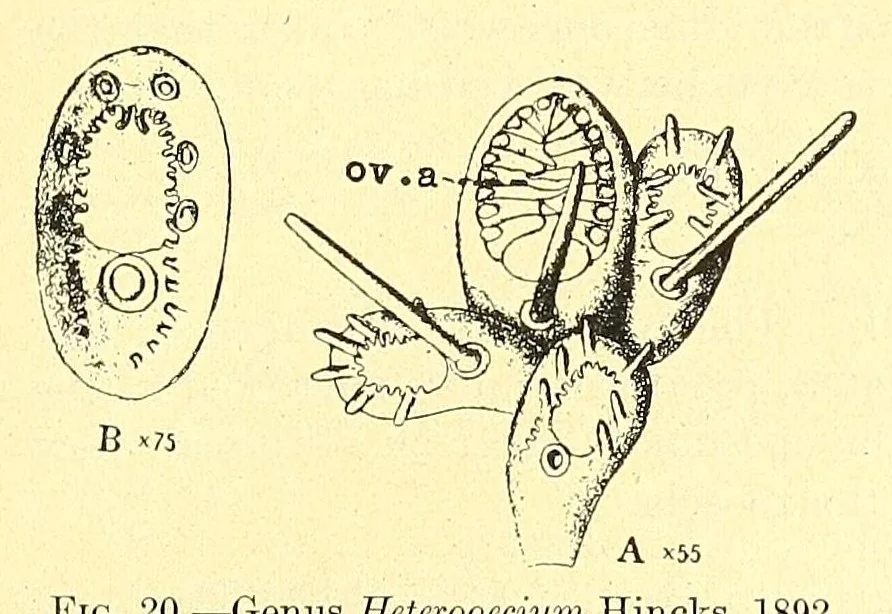 An illustration from Bulletin - United States National Museum, 1877, leaf 105