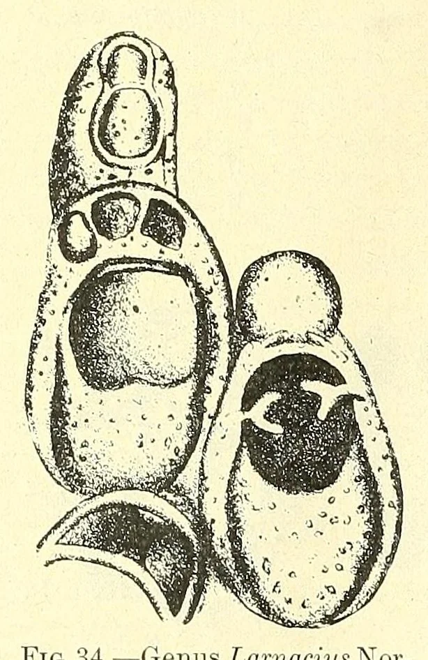 An illustration from Bulletin - United States National Museum, 1877, leaf 166