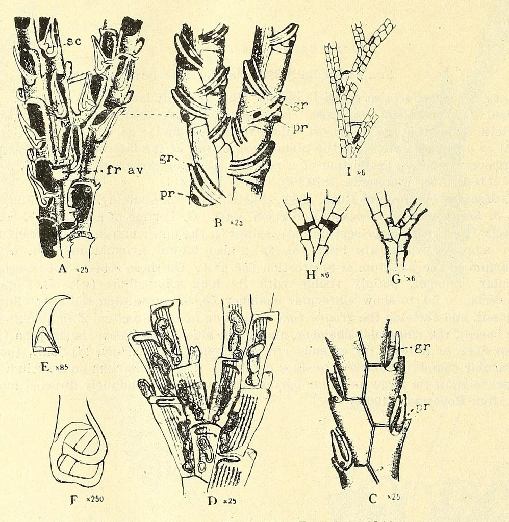 An illustration from Bulletin - United States National Museum, 1877, leaf 210