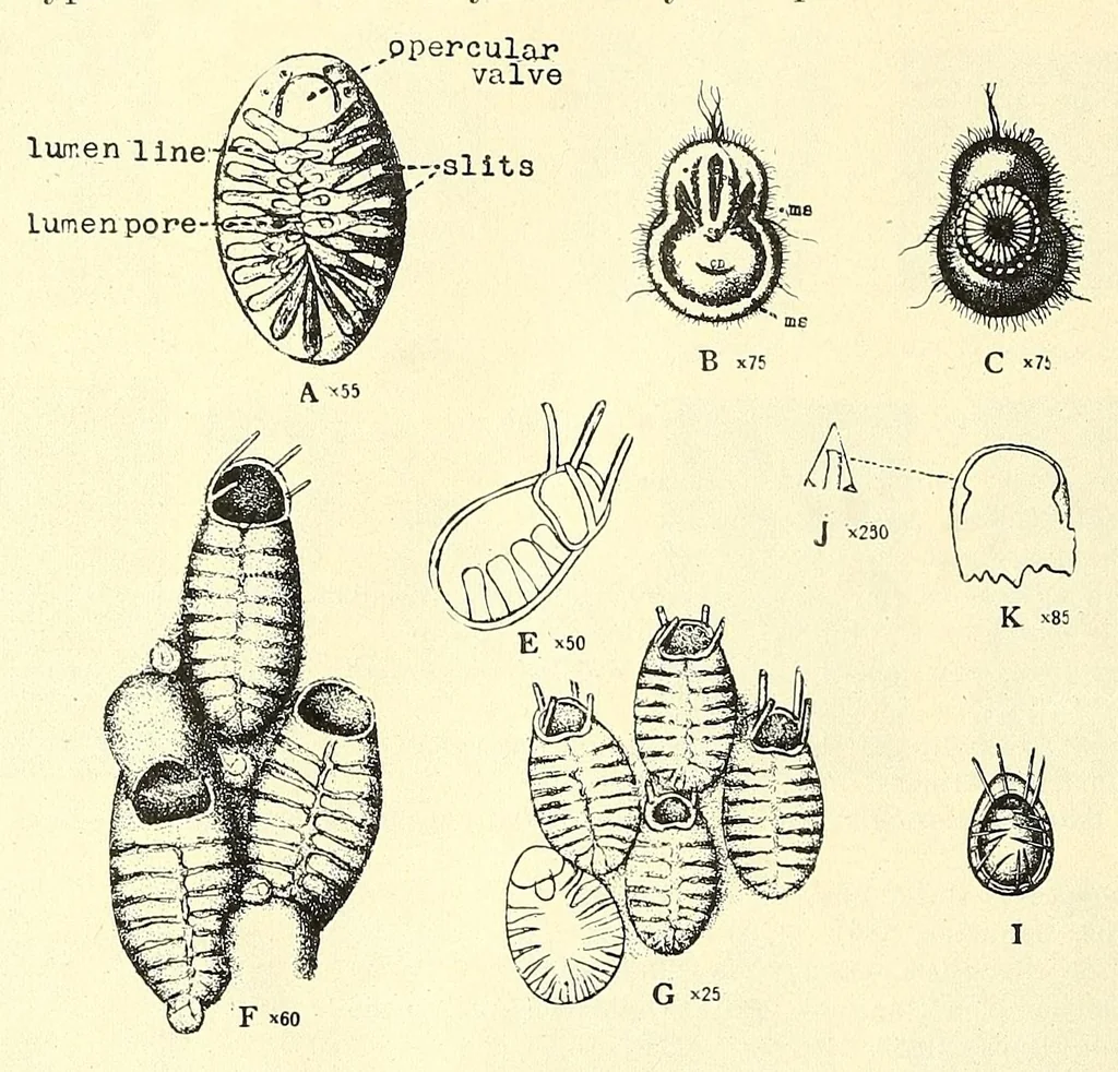 An illustration from Bulletin - United States National Museum, 1877, leaf 310