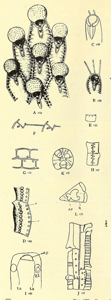 An illustration from Bulletin - United States National Museum, 1877, leaf 484
