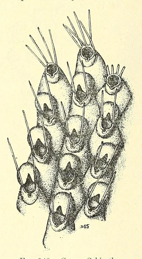An illustration from Bulletin - United States National Museum, 1877, leaf 536