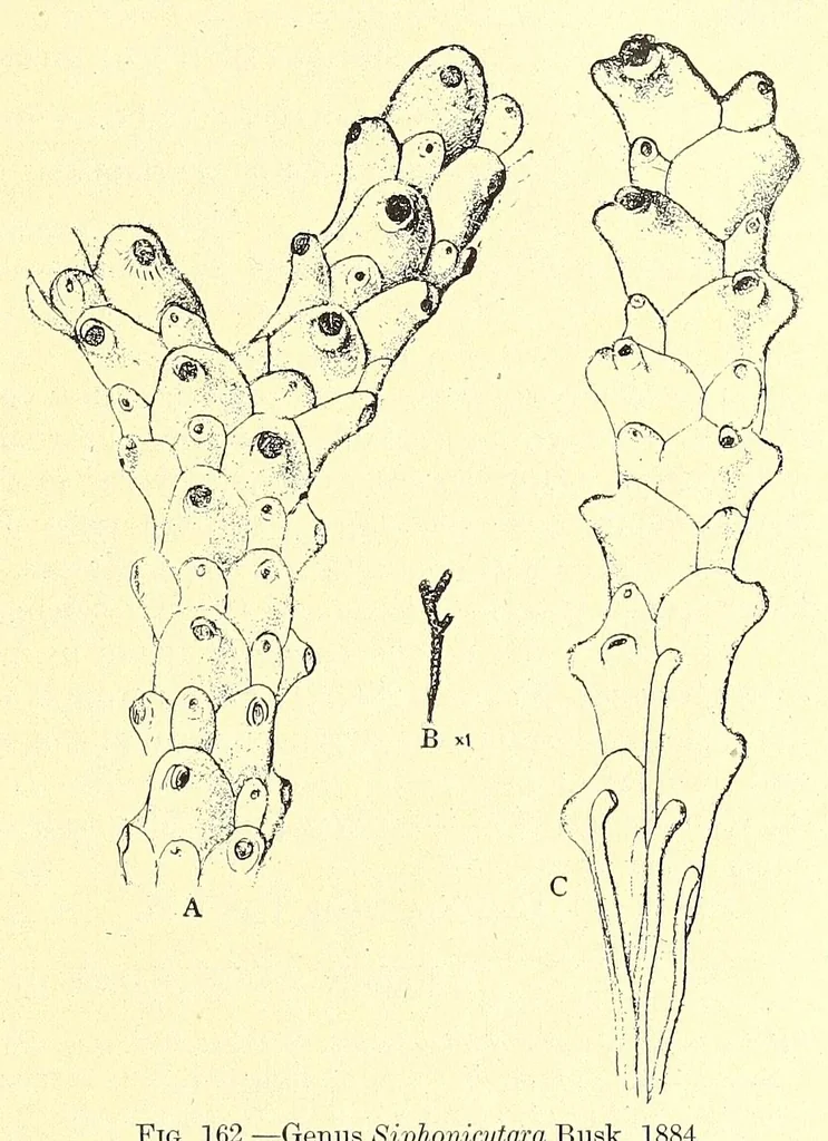 An illustration from Bulletin - United States National Museum, 1877, leaf 575