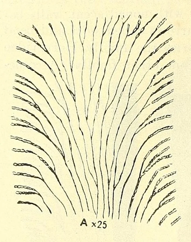 An illustration from Bulletin - United States National Museum, 1877, leaf 672