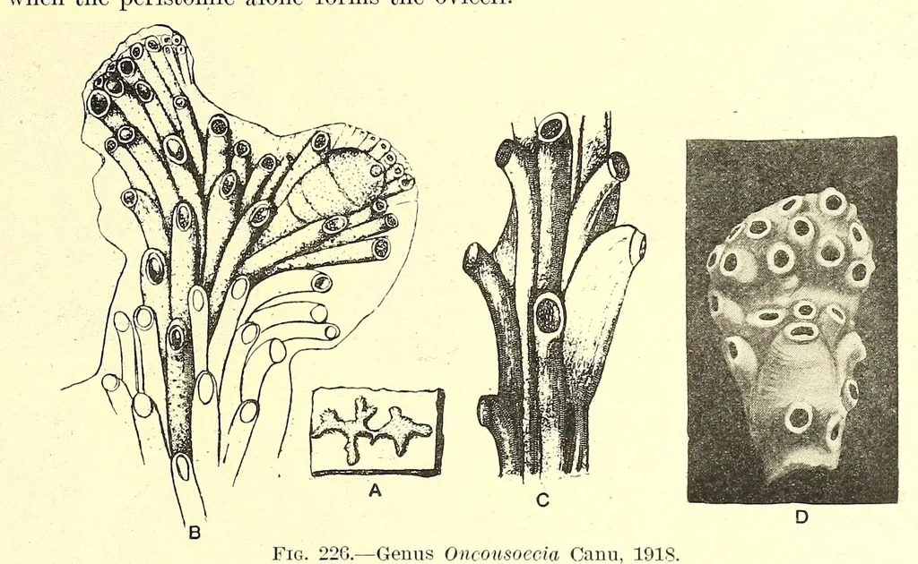 An illustration from Bulletin - United States National Museum, 1877, leaf 713