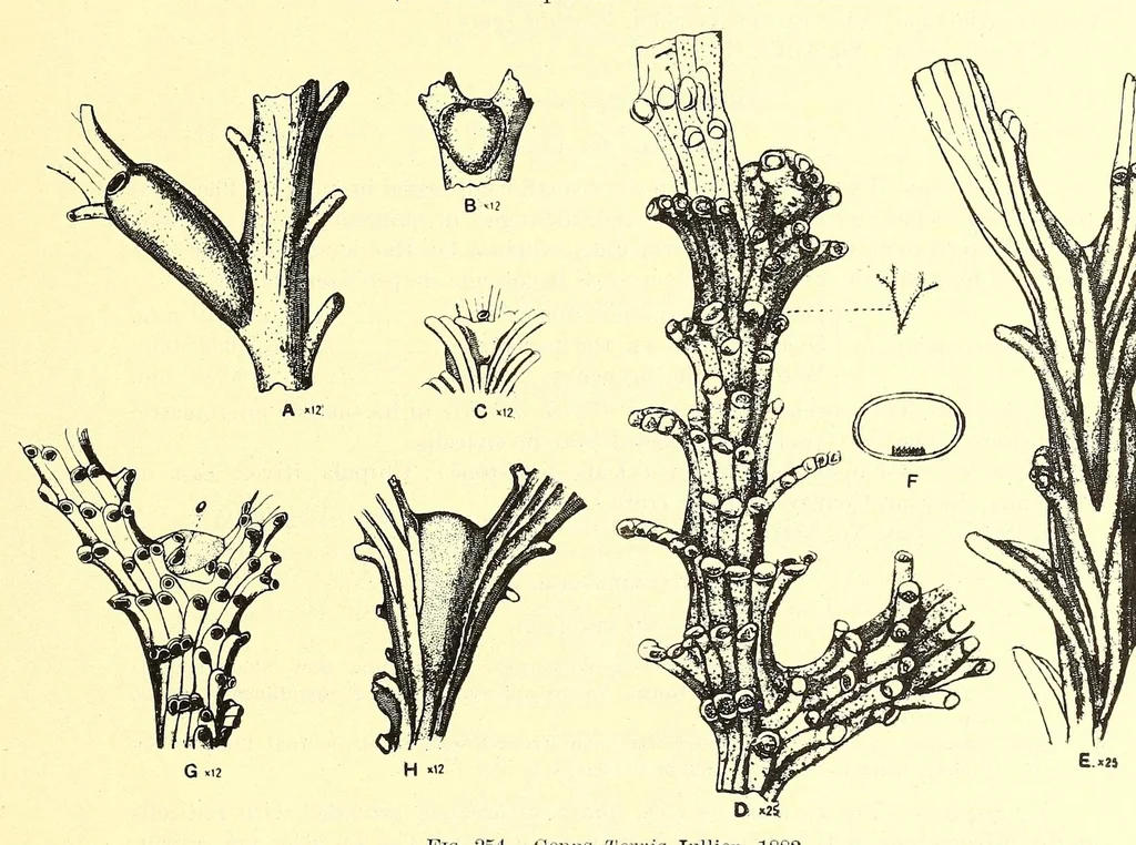 An illustration from Bulletin - United States National Museum, 1877, leaf 815