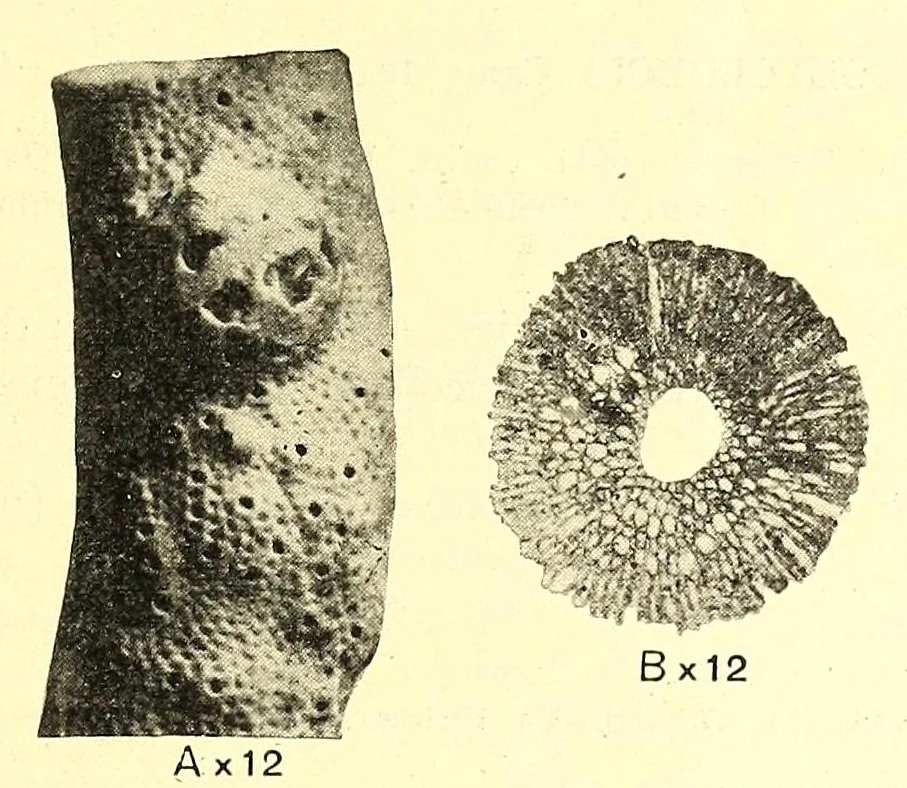 An illustration from Bulletin - United States National Museum, 1877, leaf 851