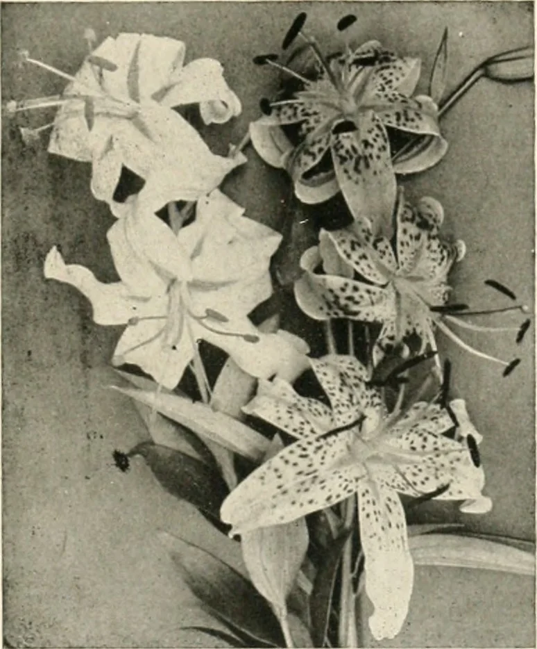 An illustration from Bungalows; their design, construction and furnishing, with suggestions also for camps, summer homes and cottages of similar character, 1911, leaf 200