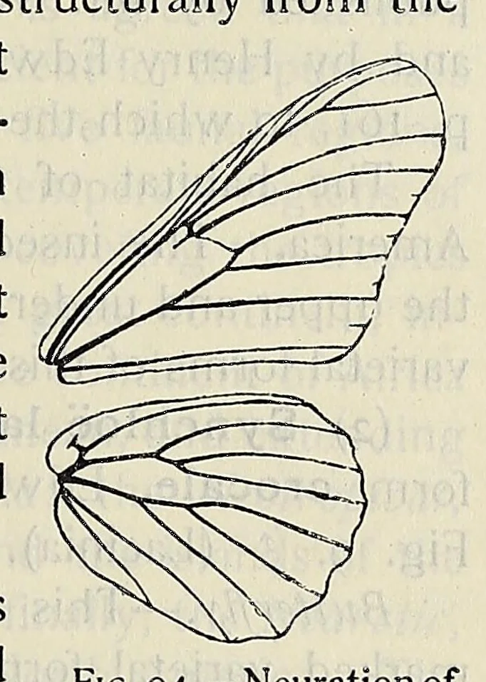 An illustration from The butterfly book; a popular guide to a knowledge of the butterflies of North America, 1914, leaf 257