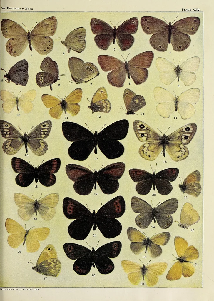 An illustration from The butterfly book; a popular guide to a knowledge of the butterflies of North America, 1914, leaf 329