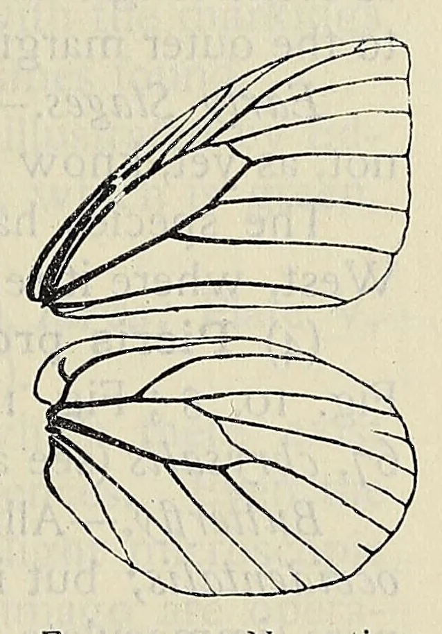 An illustration from The butterfly book; a popular guide to a knowledge of the butterflies of North America, 1914, leaf 435