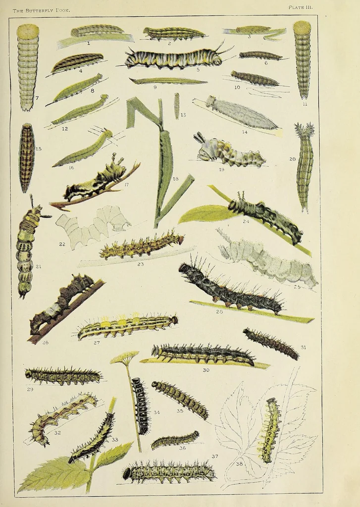 An illustration from The butterfly book; a popular guide to a knowledge of the butterflies of North America, 1914, leaf 55