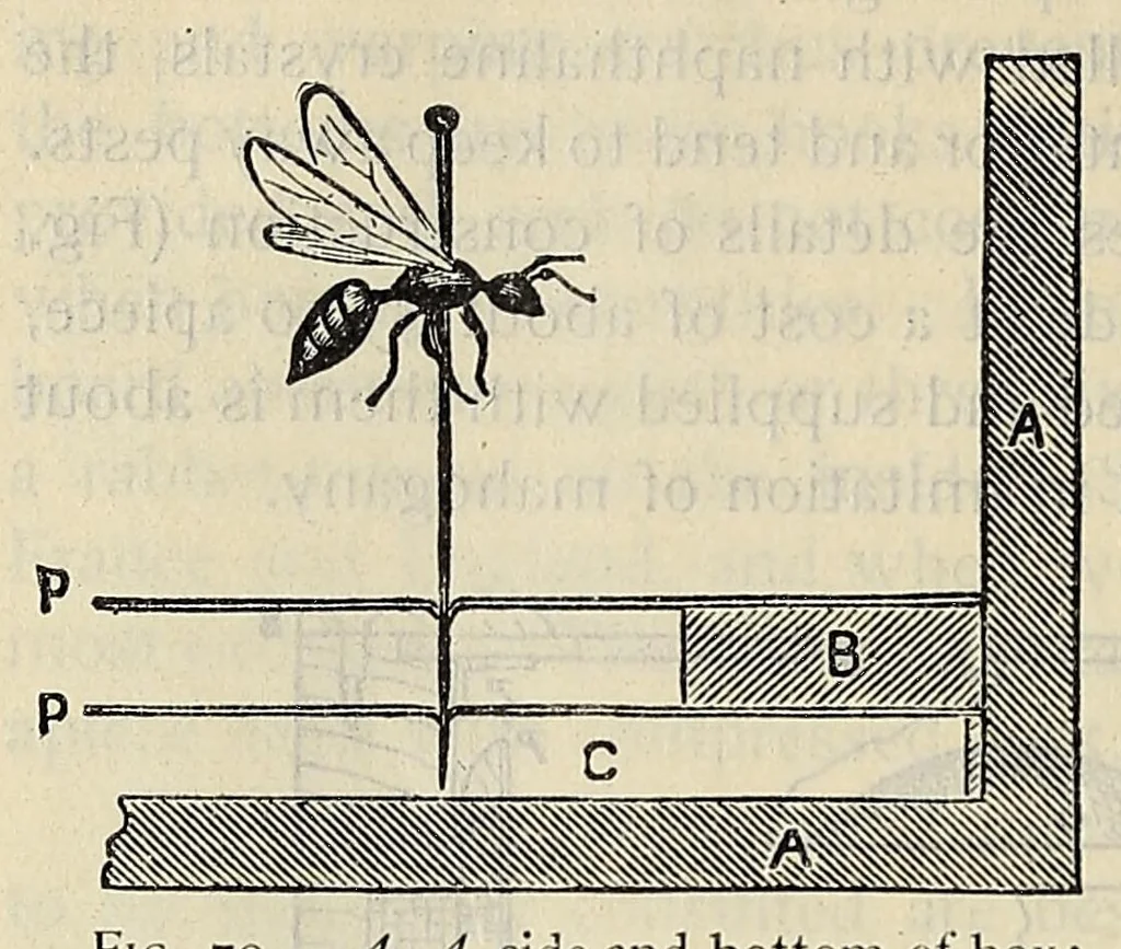 An illustration from The butterfly book; a popular guide to a knowledge of the butterflies of North America, 1914, leaf 98