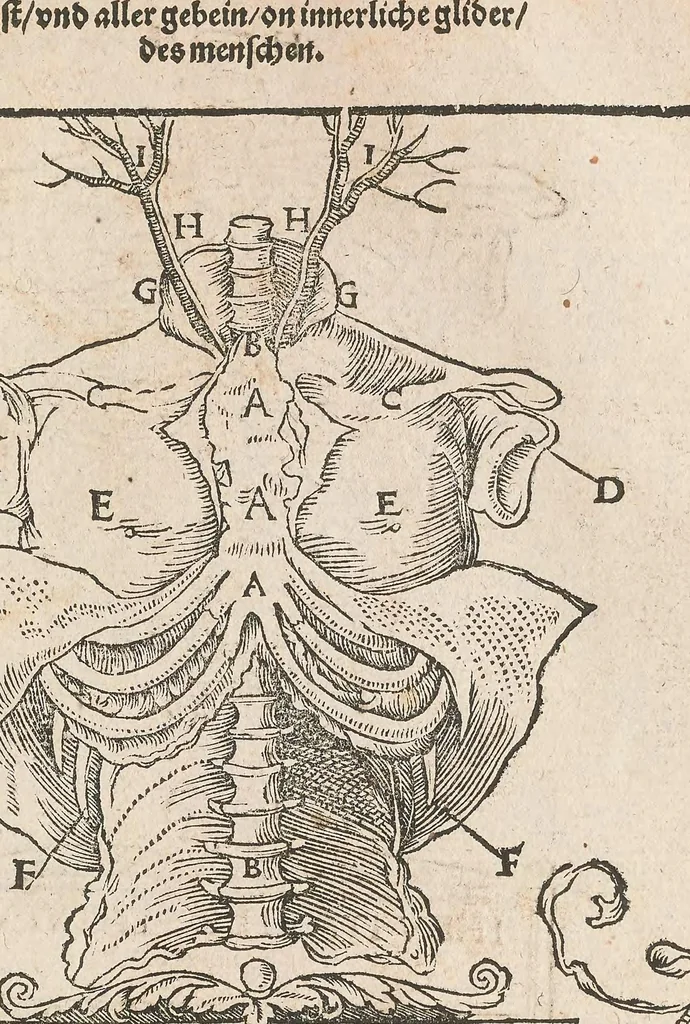 An illustration from Das Bůch zů distilieren die zůsamen gethonen Ding : Composita genant : durch die einzigen Ding und das Bůch Thesaurus Pauperum genant, für die Armen yetz von neüwem wider getruckt und von unzalbarn Irrthumen gereynigt unnd gebessert ..., 1532, leaf 611