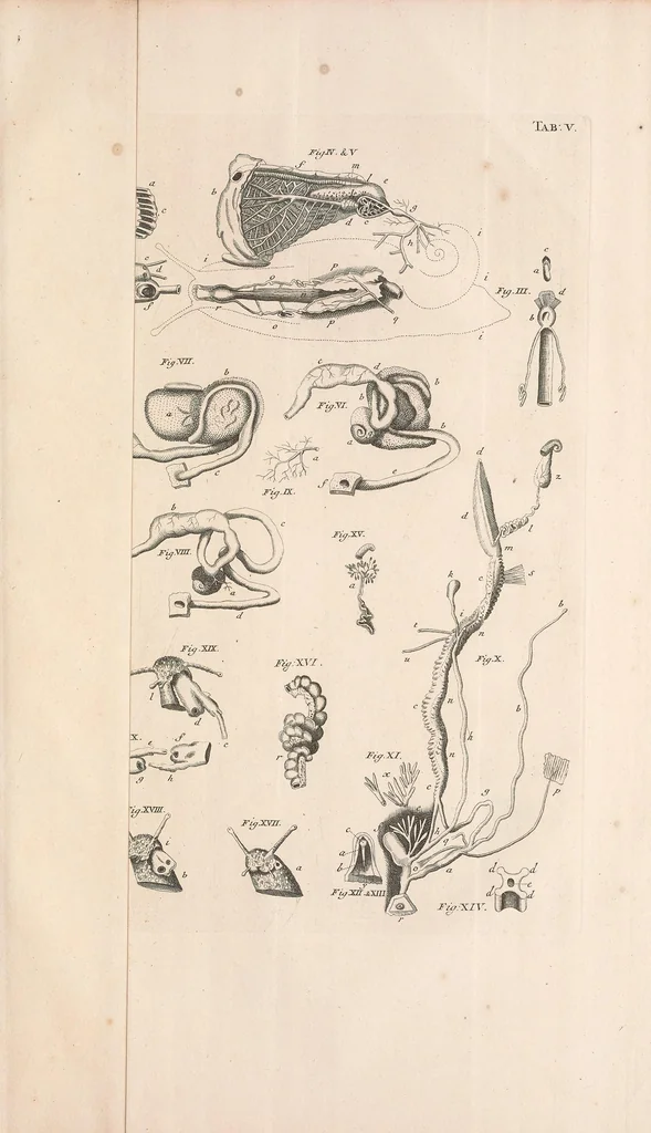 An illustration from Bybel der natuure, 1737, leaf 447