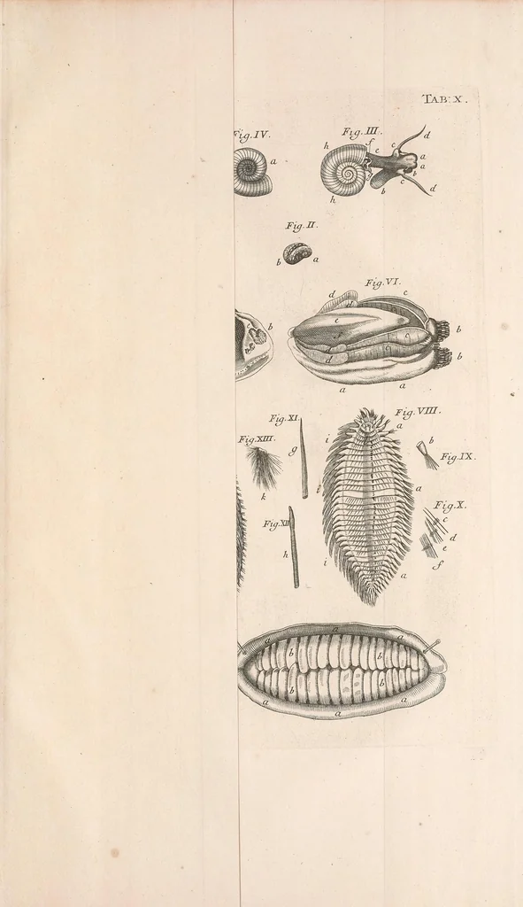 An illustration from Bybel der natuure, 1737, leaf 467