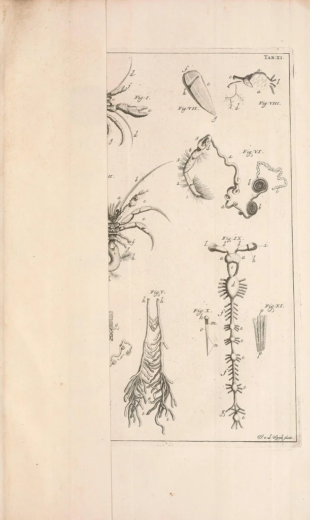 An illustration from Bybel der natuure, 1737, leaf 471