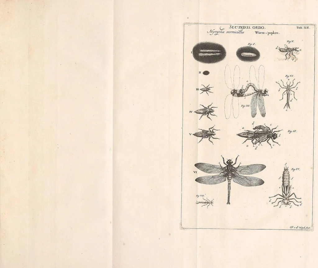 An illustration from Bybel der natuure, 1737, leaf 477