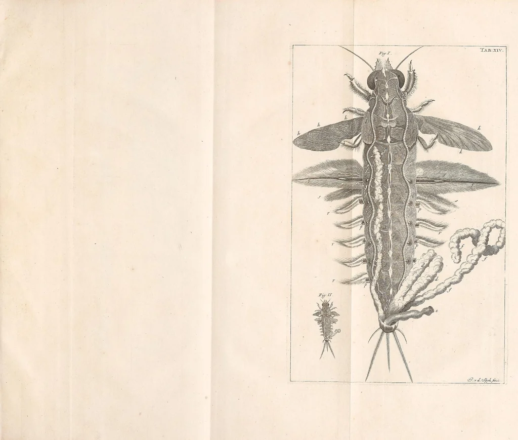 An illustration from Bybel der natuure, 1737, leaf 485